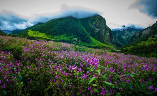 Valley Of Flowers